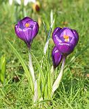 Crocus 8P30D-10